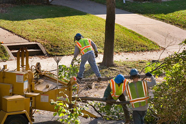 Best Arborist Consultation Services  in USA